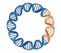 pCMV-SPORT6.1-TCP11质粒