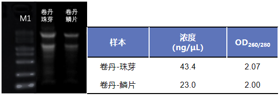 上新丨简便又快速的植物RNA提取试剂盒惊喜来袭！