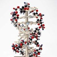 B因子（C3前激活剂）（山羊抗体）