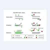 传染性造血器官坏死病毒(IHNV)核酸检测试剂盒 （荧光 PCR 法）