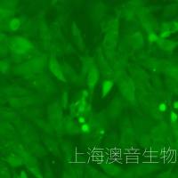 786-O-LUC-GFP-Puro双标记的人肾透明细胞腺癌细胞