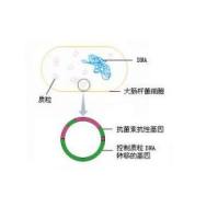 pCR4-TOPO-FYB1(点突变)