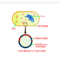 pCMV-SPORT6.1-HOMEZ(40-1653bp)质粒