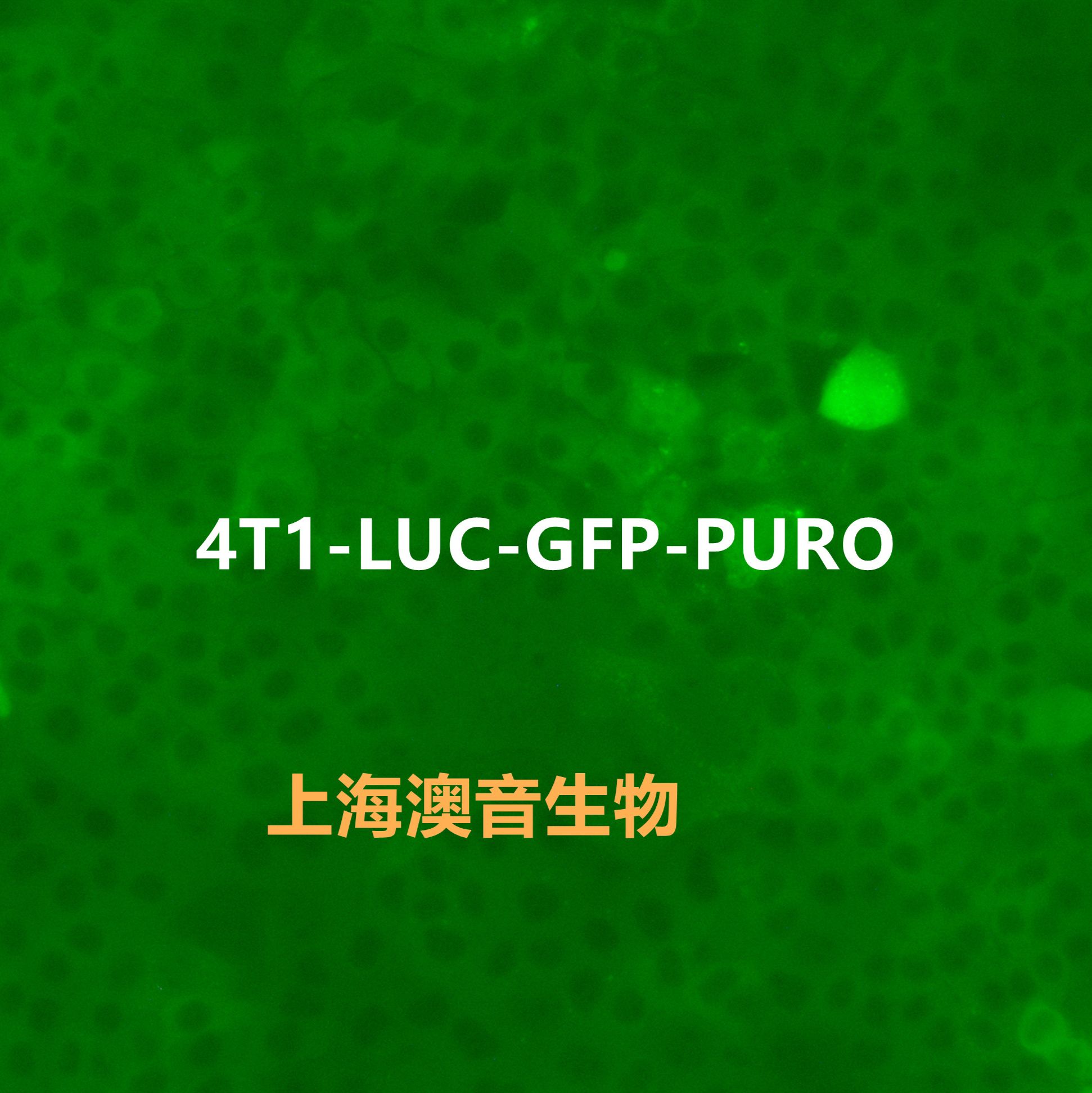 4T1-LUC-GFP-Puro[4T1-LUC;4T1-GFP]双标记的小鼠乳腺癌细胞