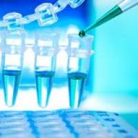 兔抗大鼠 IgG (H&L)，TRITC 偶联物