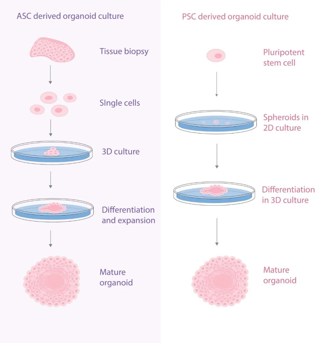類器官培養——選多能干細胞 or 成體干細胞？| MedChemExpress