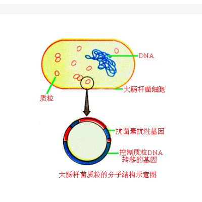pCMV-SPORT6-PSMA2质粒