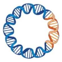 pEnCMV-ZNF70(human)-3×FLAG-SV40-Neo质粒