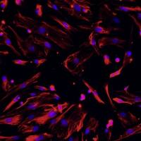 大鼠肺成纤维细胞