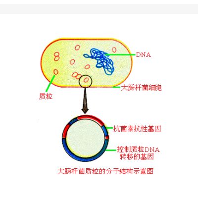 pCMV-SPORT6-ST6GAL1(human)(1同义突变)