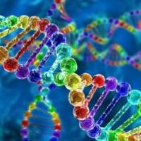 pCR4-TOPO-POLE2(human)质粒