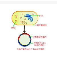 pCMV-SPORT6-GNMT质粒