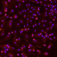 大鼠肝实质细胞