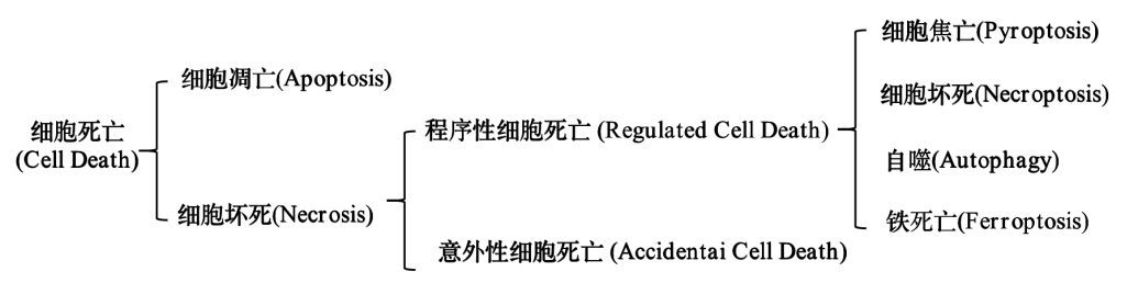 铁死亡及其研究进展