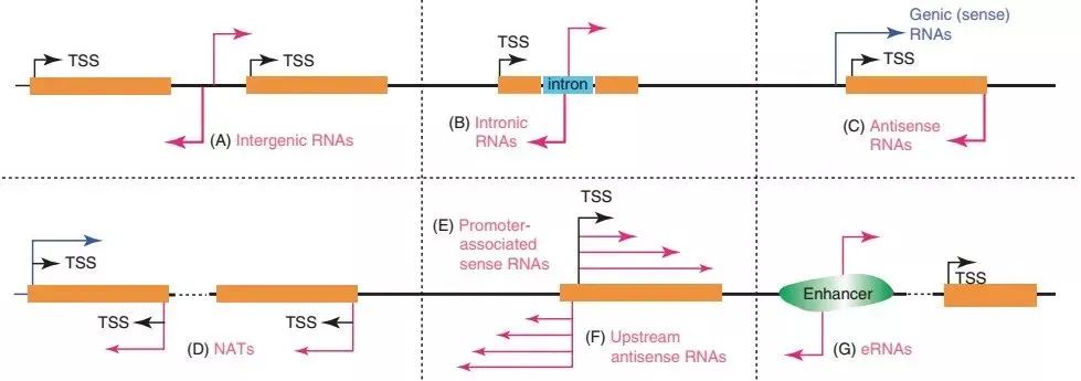 启衡星植物通用型rRNA去除试剂盒——植物样本LncRNA-seq解决方案