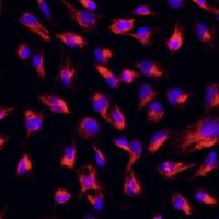 大鼠心肌成纤维细胞