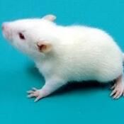 pe插管，实验插管，PE 插管