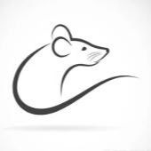 大鼠股动脉插管_胆总管插管_大鼠胆总管插管_大鼠胆汁插管_大鼠插管