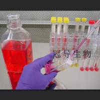 酵母氨基酸缺陷型合成液体培养基[组氨酸/亮氨酸/色氨酸/尿嘧啶缺陷]工厂配制