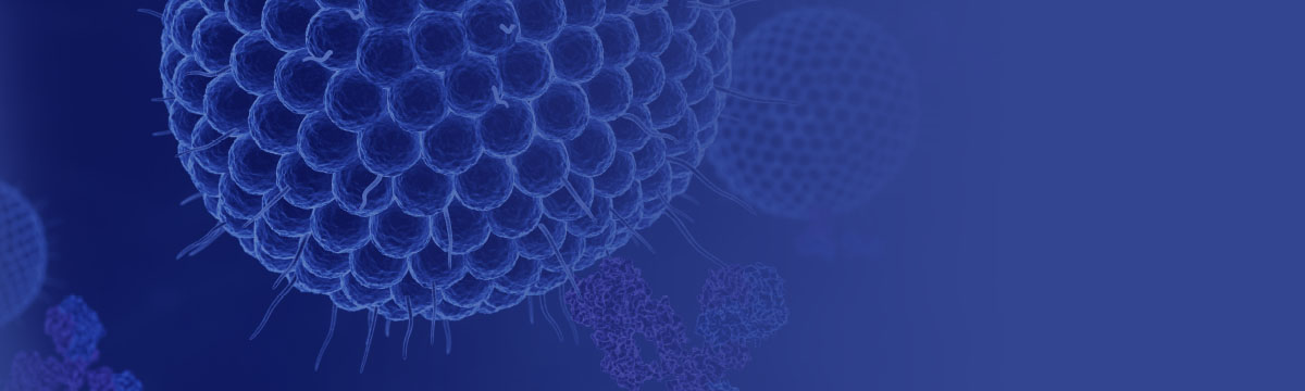 抗体亲和力成熟