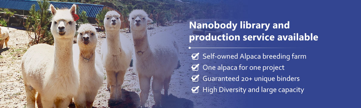 纳米抗体制备服务