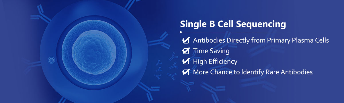 单个B细胞抗体开发