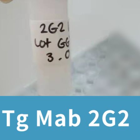 鼠抗人甲状腺球蛋白IgG 2G2 RSR-Tg Mab 2G2