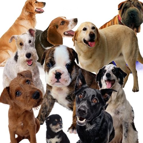 犬瘟热抗体检测卡（动物安全）