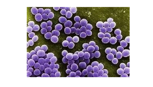 耳葡萄球菌菌种基本概念