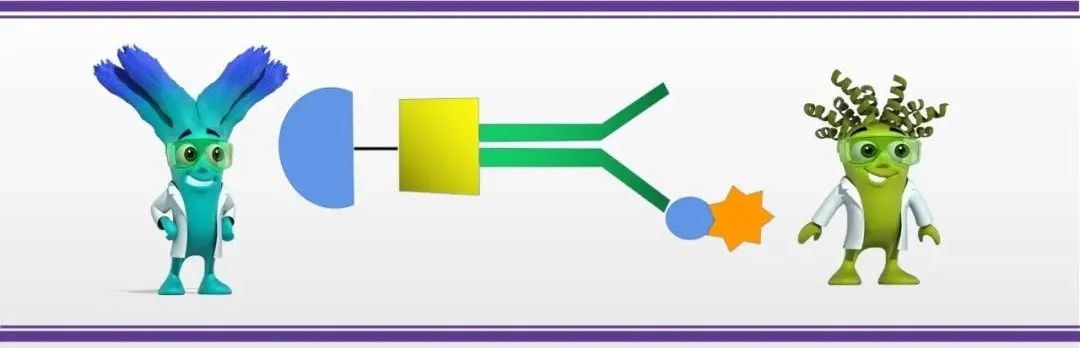 免疫沉淀（IP）的原理和应用