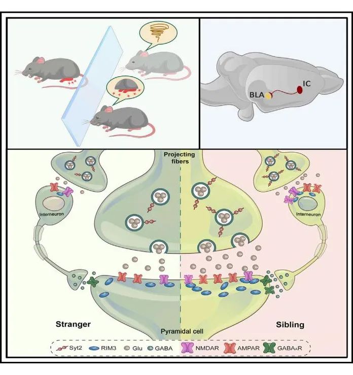 【客户文章】空军军医大学陈涛、李云庆团队联合青岛国际院士港卓敏研究组发现疼痛共情发生的神经环路、突触和分子机制