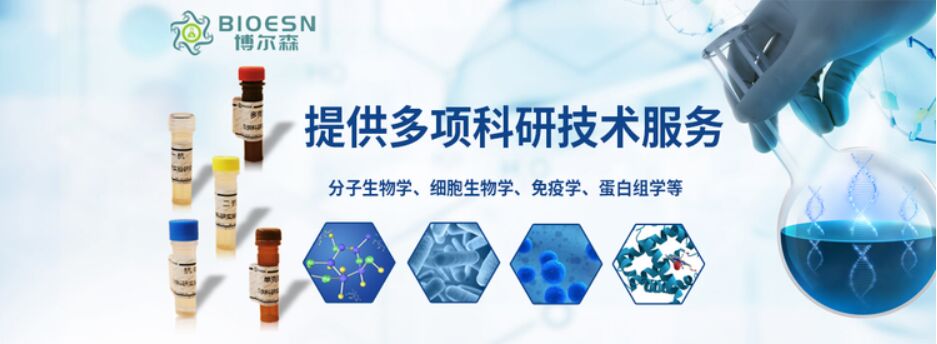 热启动RAPA3G DNA聚合酶