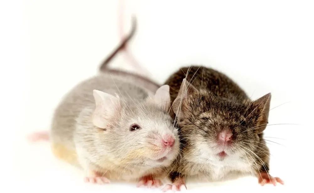 课程预告|老司机带路，手把手教你做小鼠基因型鉴定！