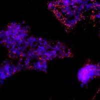 大鼠视网膜神经节细胞