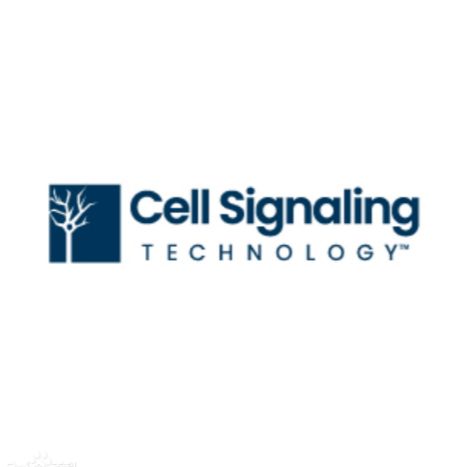 Cell Signaling Technology/CST 5286S Phospho-Bad (Ser136) (185D10 ...