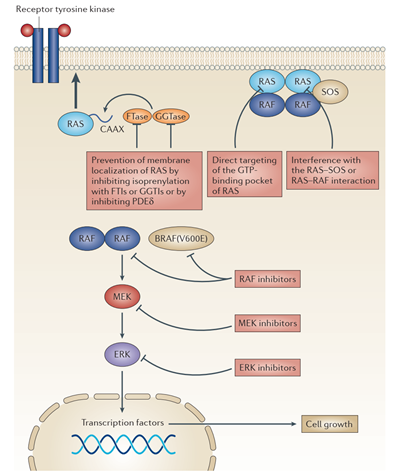 MAPK信号通路在癌症研究中的意义