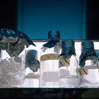 山羊抗小鼠 IgG(H+L)，人/牛/马 SP ads-AF555