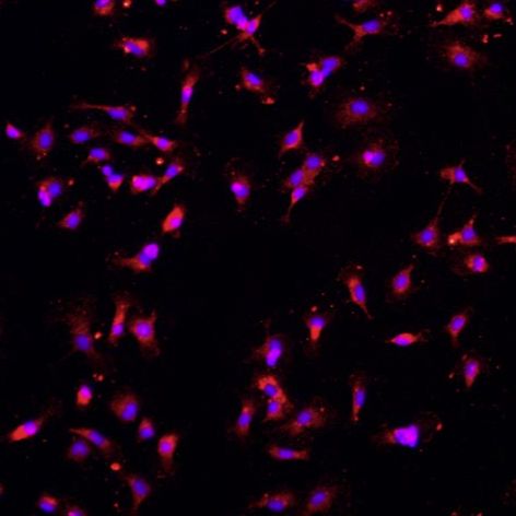 大鼠神经小胶质细胞