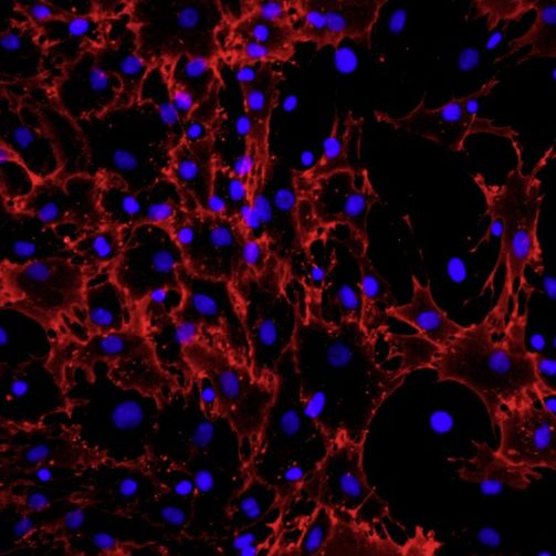 大鼠骨髓间充质干细胞