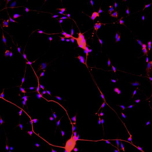 大鼠脊髓神经元细胞