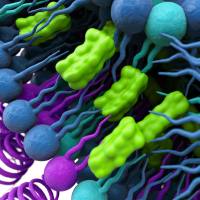 植物源胆固醇 PhytoChol® Inject