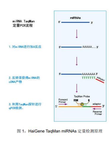 HG TaqMan miRNA反转录试剂盒