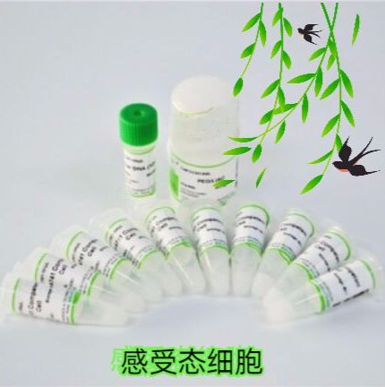 R5421感受态细胞