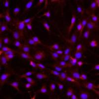 大鼠脂肪干细胞