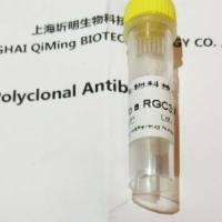 抗人鸟苷酸环化酶激活因子2B(GUCA2B)抗体