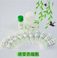 NMY51感受态细胞