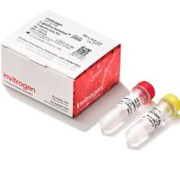 Lipofectamine™ 3000 转染试剂