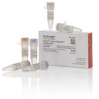 Dxy GeneArt™ Gibson Assembly HiFi 预混液