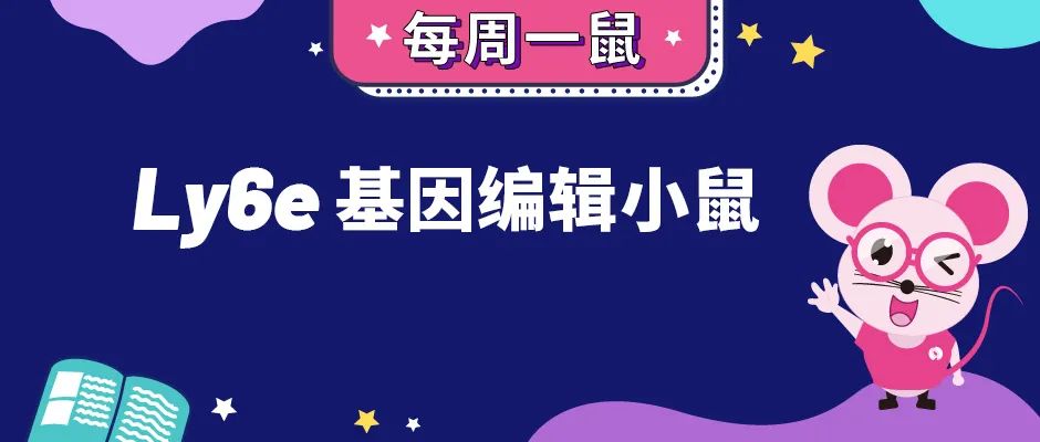 【每周一鼠】验证抗病毒研究新思路—Ly6e基因编辑小鼠