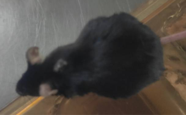 夏天到了，小鼠也会变瘦吗？